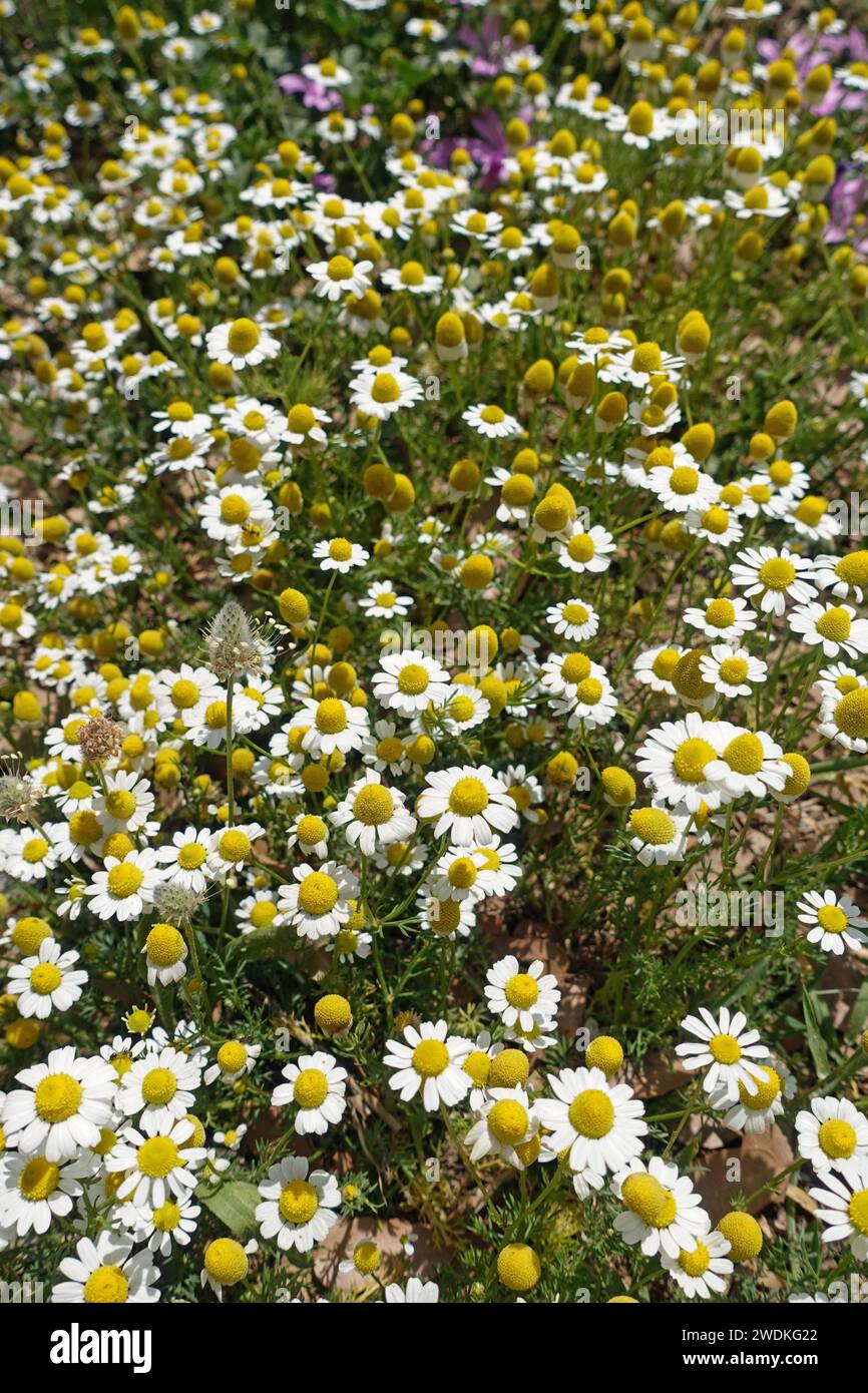 Piante di camomilla immagini e fotografie stock ad alta risoluzione - Alamy