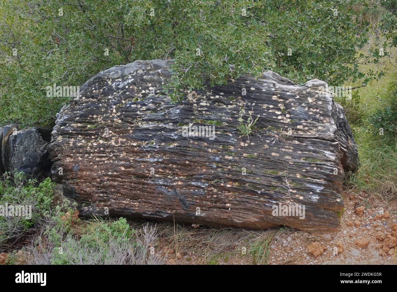 Roccia metamorfica a foglie con superficie in pietra a righe e muschio. Foto Stock