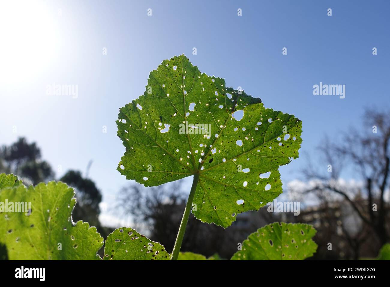 Foglia di mosca con piccoli fori fatti da larve di mosca di ibisco che si nutrono del tessuto molle della pianta. Foto Stock