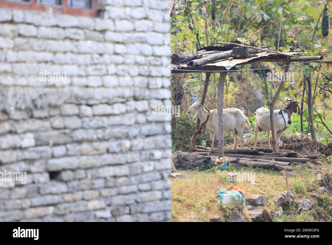 Le capre vengono nutrite nel cortile di casa nel villaggio nepalese di Gandaki, Ulleri del Nepal Foto Stock