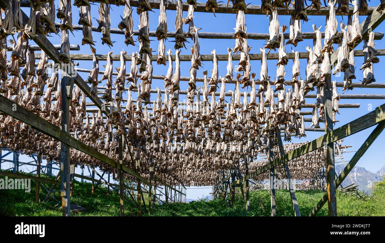 I tradizionali scaffali di essiccazione dello stoccafisso a Lofoten, Norvegia, dove il pesce viene essiccato all'aria sotto il cielo aperto come parte di una secolare pratica norvegese Foto Stock