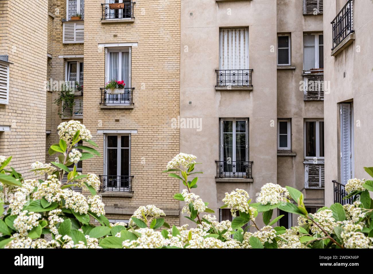Fiori bianchi e facciata di un edificio nel 15° arrondissement di Parigi, Francia Foto Stock