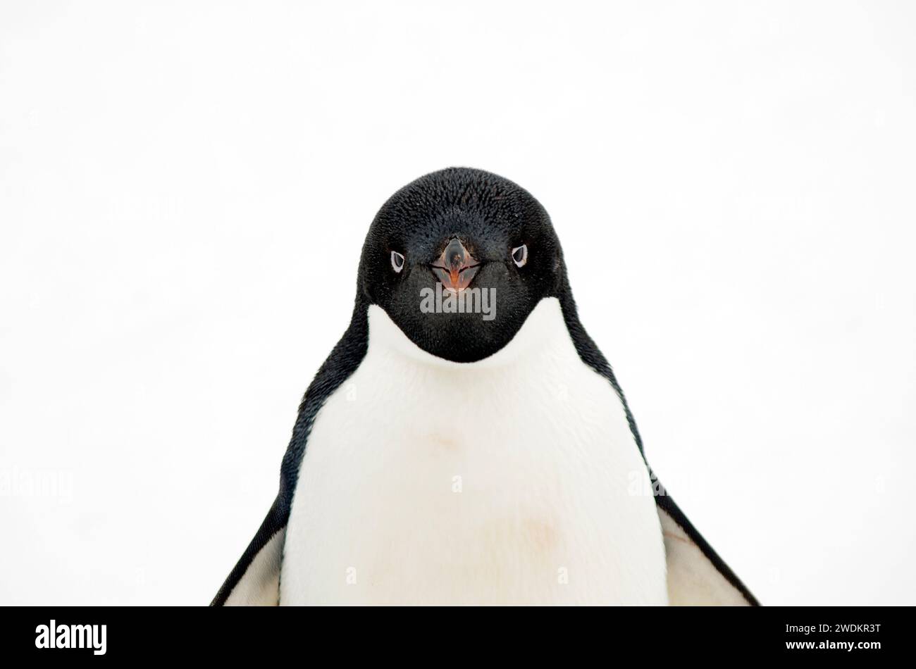 Pinguini di Adelie sull'isola di Yalour, Antartide Foto Stock