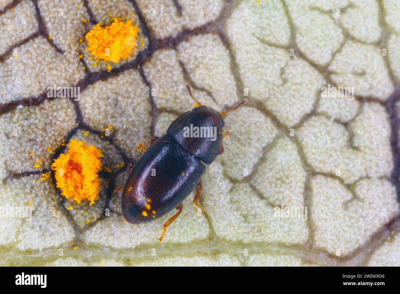 Piccolo scarabeo Ciidae trovato nei funghi Bracket sull'isola di Mauritius. Foto Stock