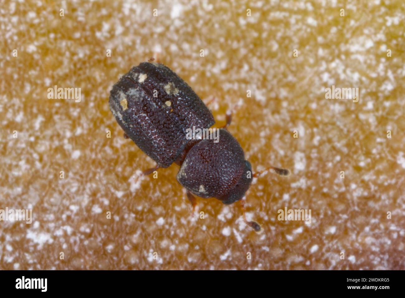 Piccolo coleottero Ciidae, Tropicis sexcarinatus, trovato nei funghi Bracket sull'isola di Mauritius. Foto Stock