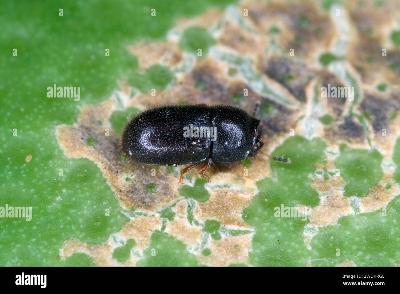 Piccolo scarabeo Ciidae trovato nei funghi Bracket sull'isola di Mauritius. Foto Stock