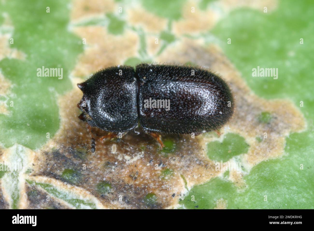 Piccolo scarabeo Ciidae trovato nei funghi Bracket sull'isola di Mauritius. Foto Stock