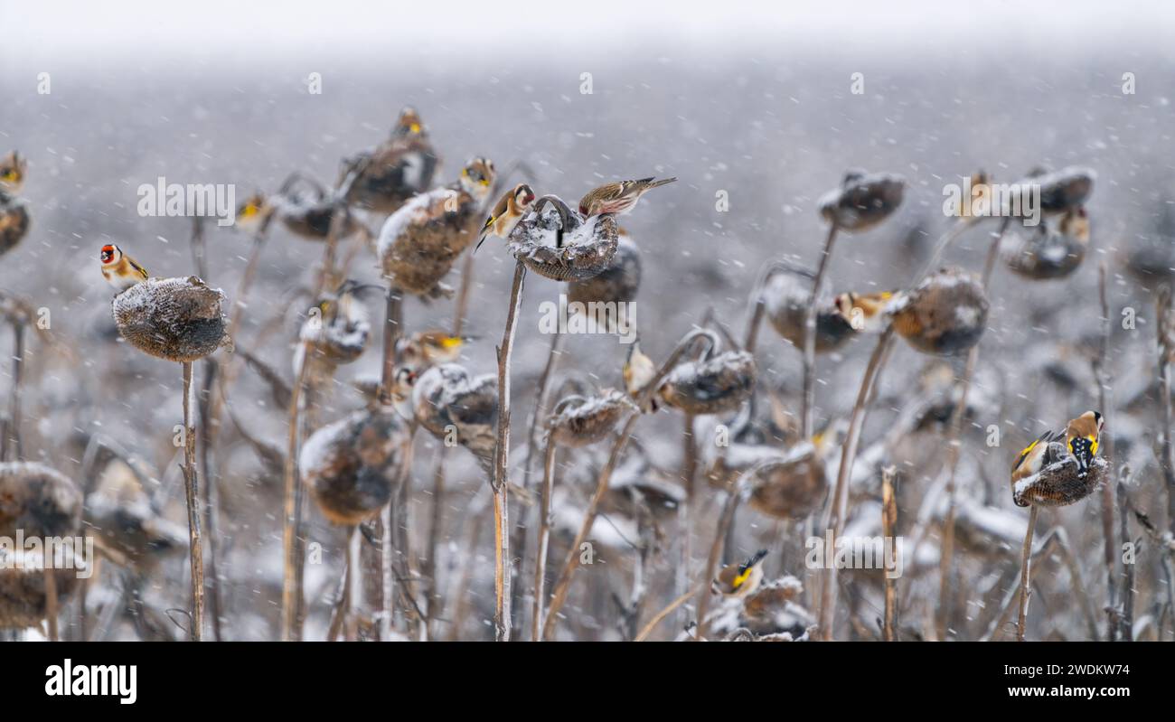 Stormi di vari uccelli che mangiano semi di girasole su un campo di girasole abbandonato per l'inverno e coperto di neve Foto Stock