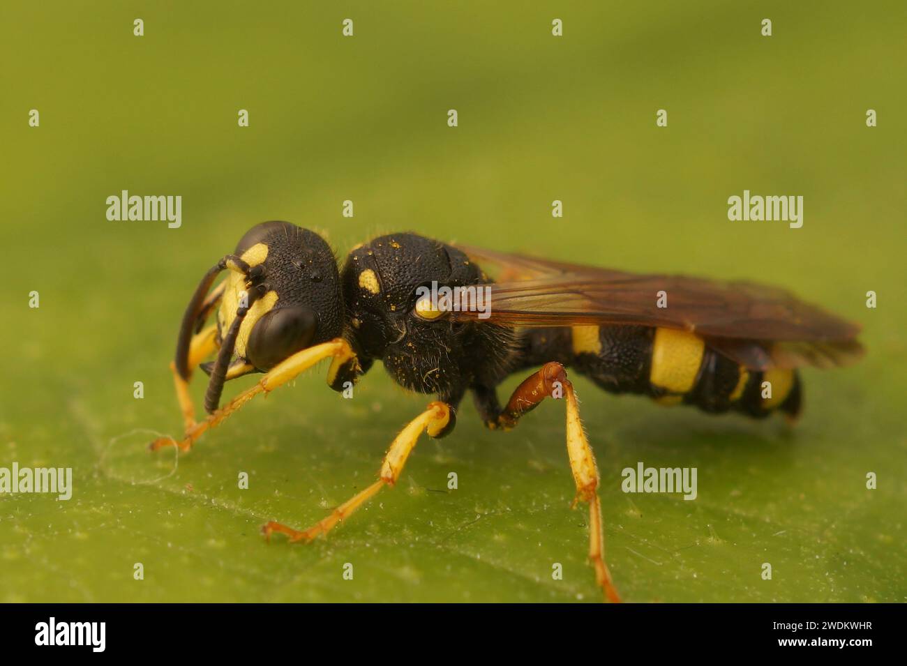 Primo piano naturale sulla vespa ornata di scavatori dalla coda, Cerceris rybyensis, un predatore di api solcate seduto su una foglia verde Foto Stock