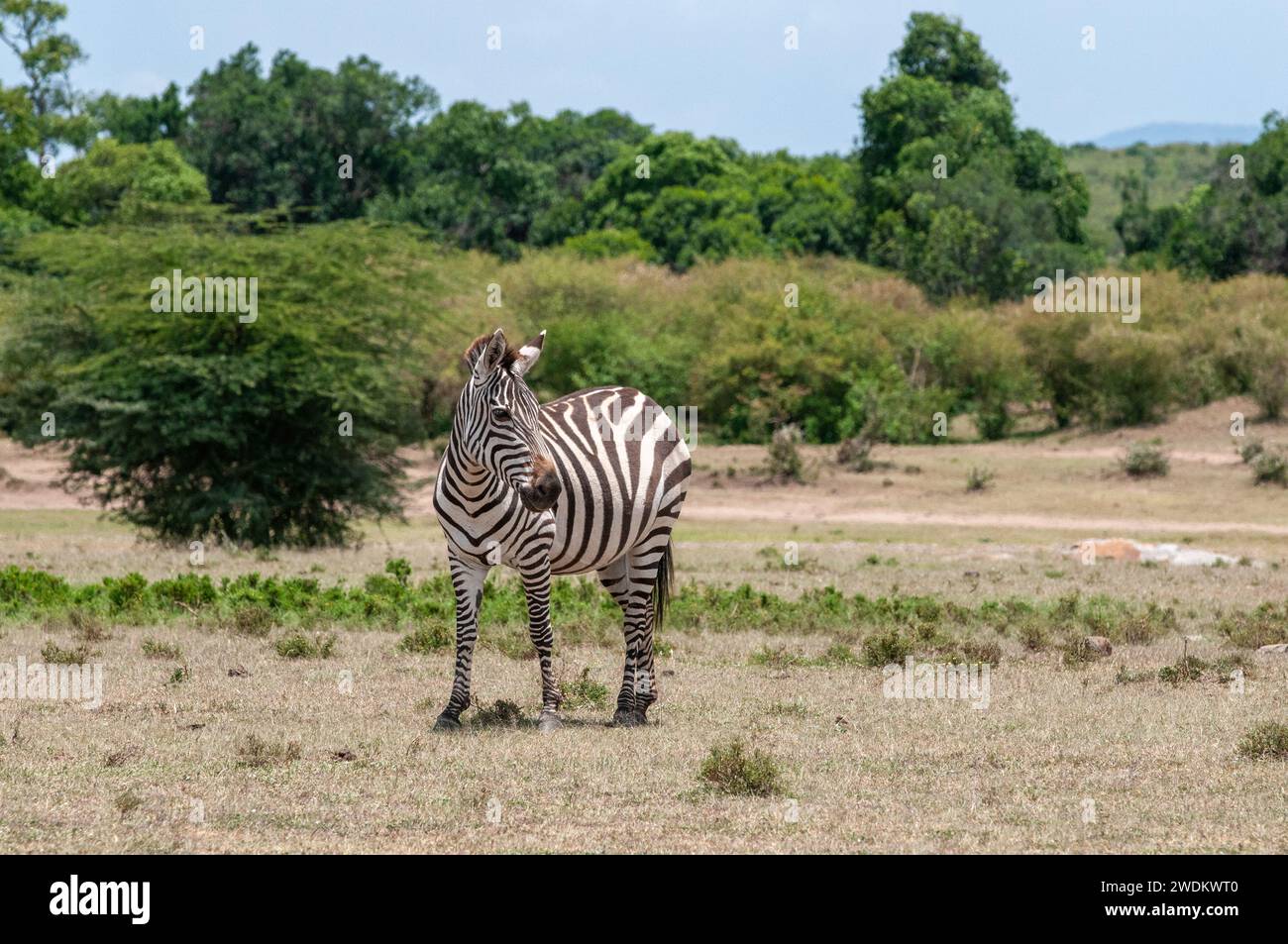 Adulti Plains Zebra nella macchia Foto Stock