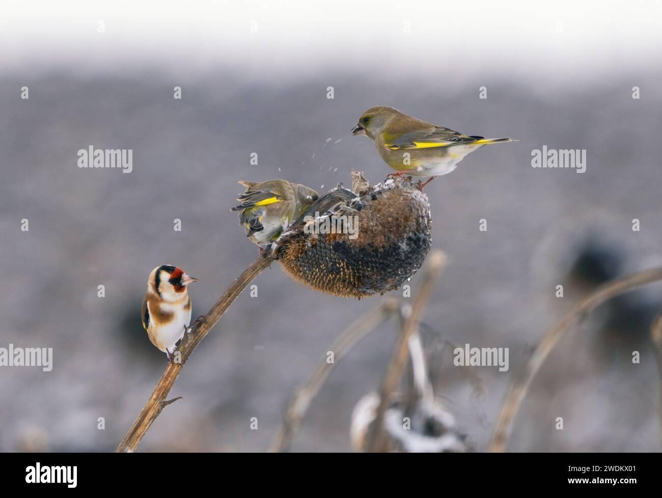 Primo piano degli uccelli che mangiano semi di girasole su un campo di girasole abbandonato per l'inverno e coperto di neve Foto Stock