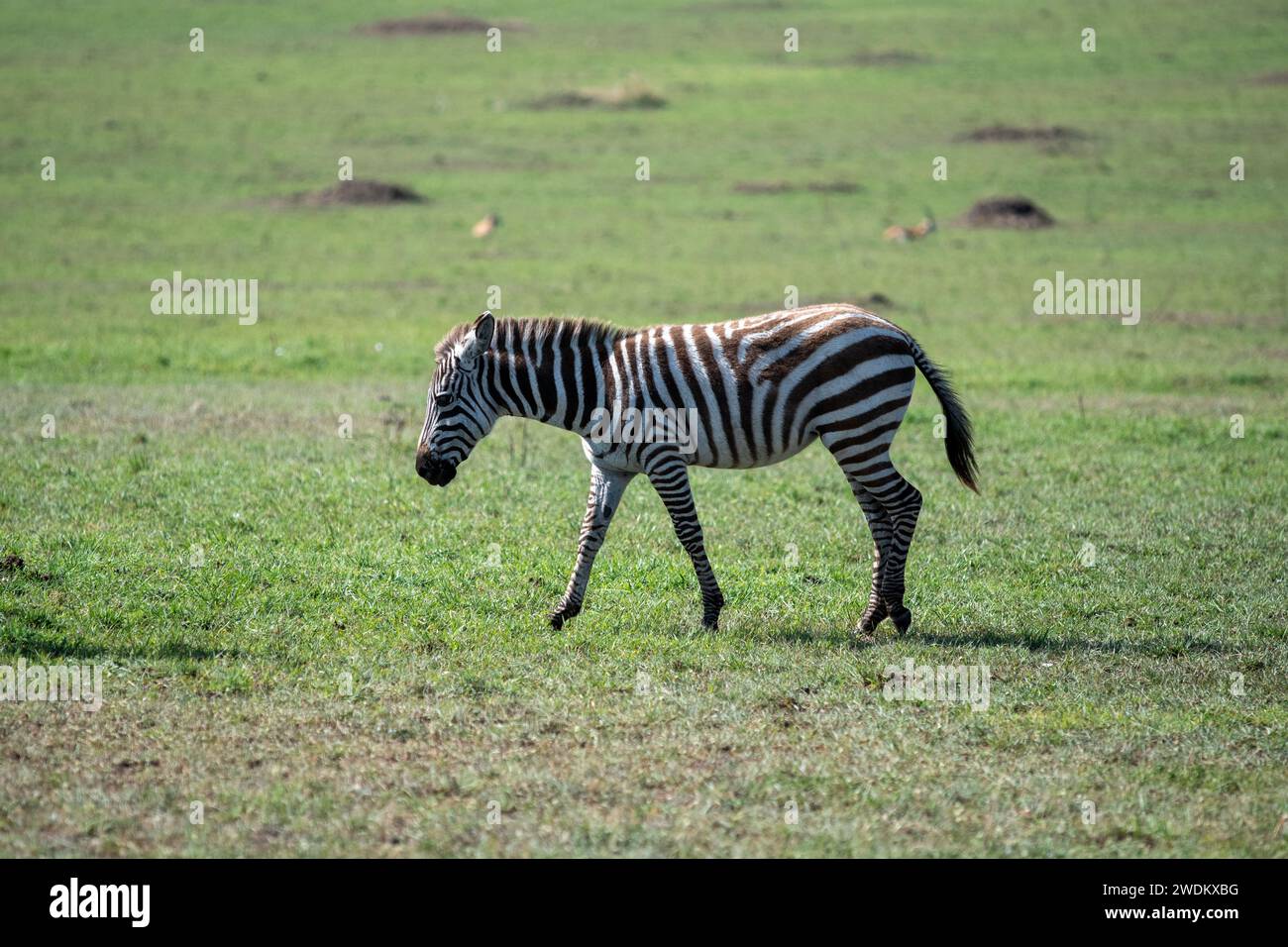 Zebra giovanile delle pianure su praterie Foto Stock