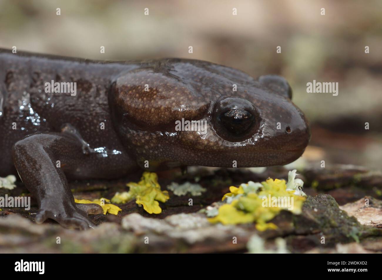 Primo piano su una salamandra giovanile Northwesterne, Ambystoma gracile, seduto su un pidocchio di legno Foto Stock