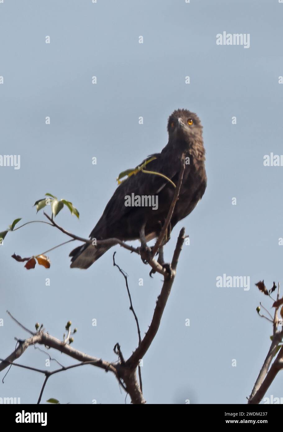 Aquila serpente di Beaudouin (Circaetus beaudouini) adulto arroccato in cima agli alberi Ghana, Africa. Dicembre Foto Stock
