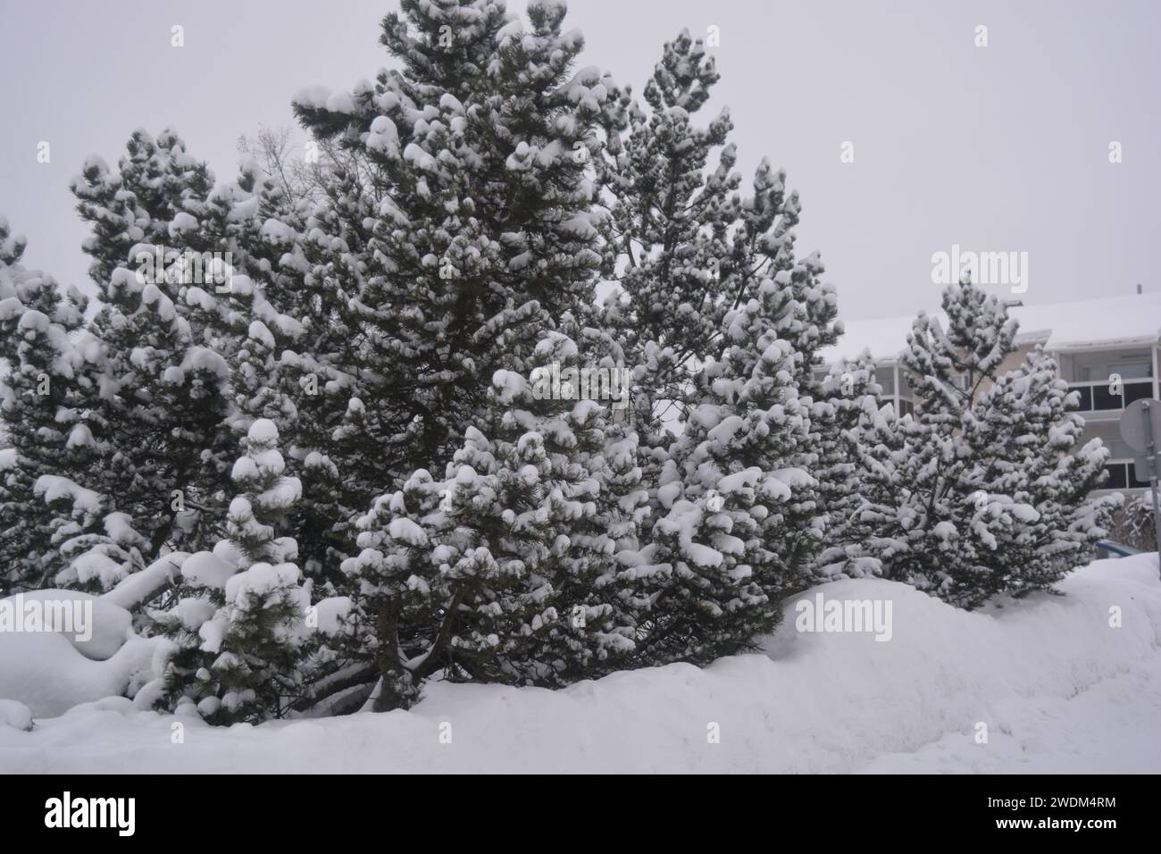 Verde e soffice albero di Natale, bellissimi rami di un lussureggiante albero di Natale ricoperto di neve bianca brillante. Bel Natale, Capodanno, festivo. Foto Stock