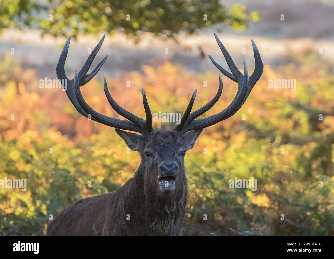 Un maestoso cervo rosso (Cervus elaphus) con enormi paludi contro gloriosi colori autunnali. Ruggito durante l'ultima stagione. Richmond, Regno Unito. Foto Stock
