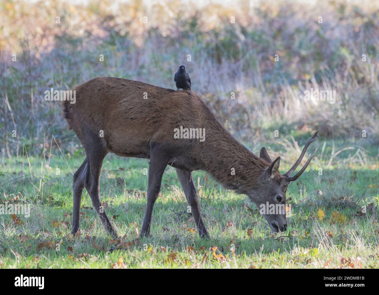 Un giovane cervo cervo (Cervus elaphus) con un jackdaw che fa un giro, aiutandolo con la sua routine di cura. Tenendolo libero dai parassiti. REGNO UNITO Foto Stock