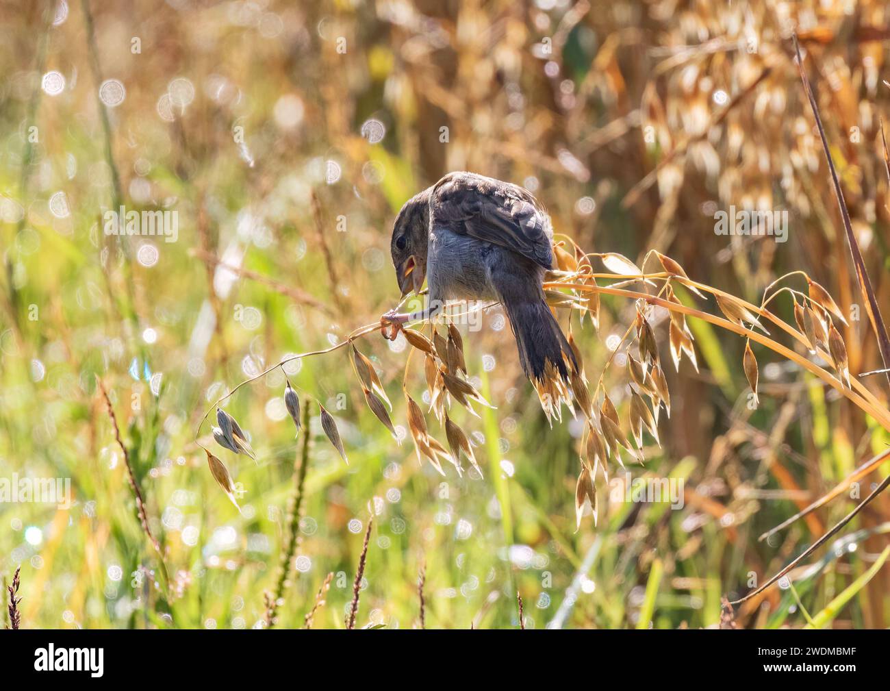 Una femmina passero domestico (Passer domesticus) una delle tante, che banchettano sul raccolto agricolo di avena matura . Suffolk, Regno Unito Foto Stock