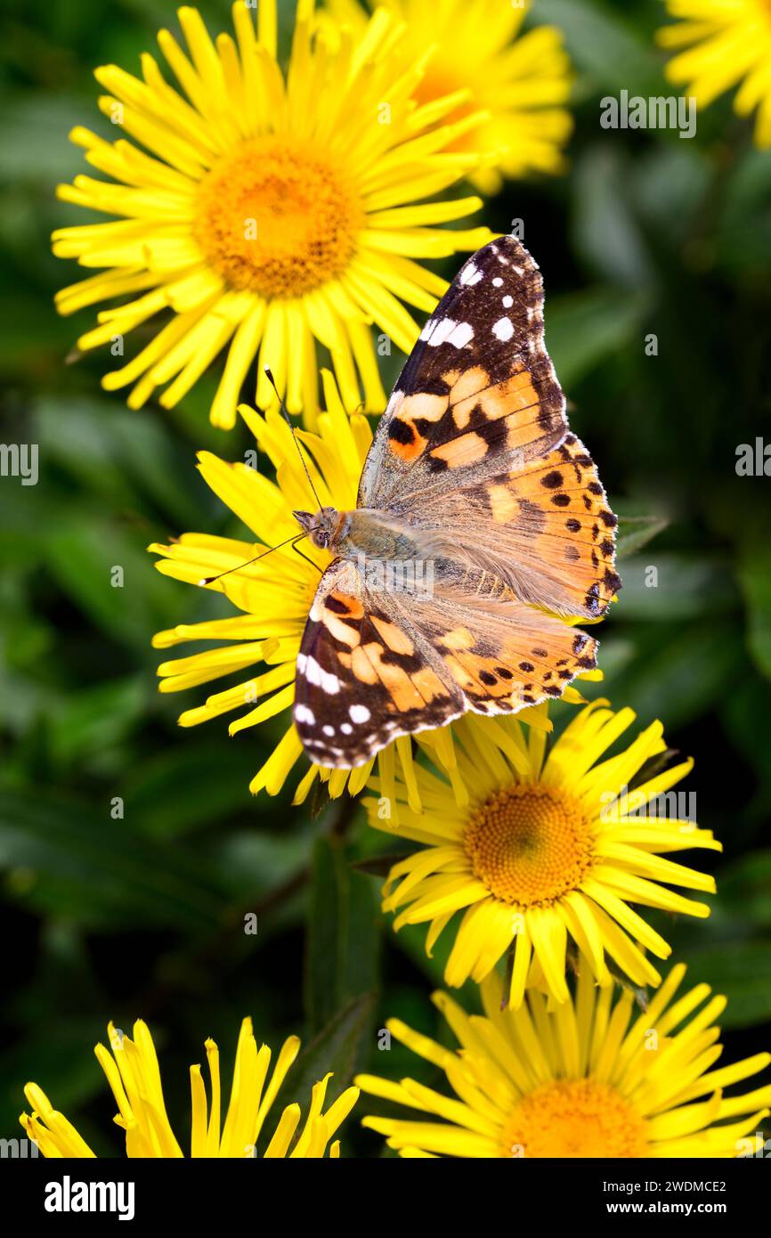 Lady dipinta o farfalla cosmopolita - Vanessa cardui - succhia nettare con i suoi probosci da una fioritura di Pentanema hirtum Foto Stock
