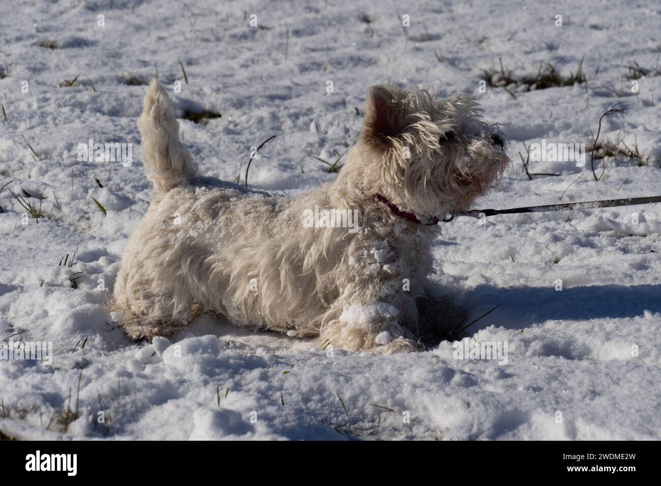 Adulti: West Highland White Terrier su un campo innevato, in piombo, vista laterale Foto Stock
