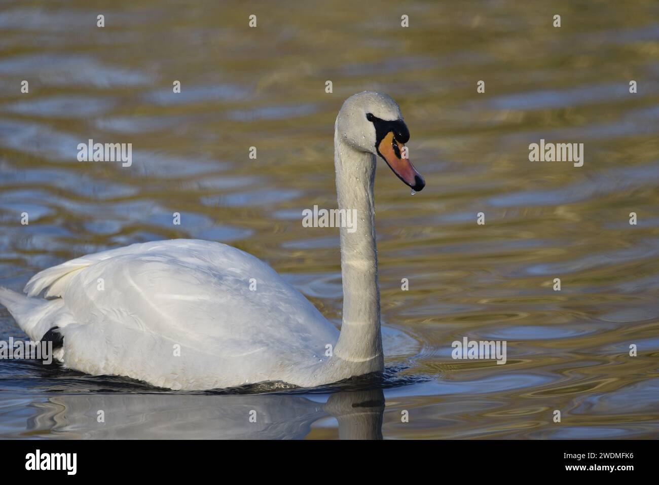 Mute Swan (Cygnus olor) nuoto da sinistra dell'immagine in profilo a destra, Eye on camera, con gocciolamento d'acqua da Beak, in Winter Sun nel Regno Unito Foto Stock