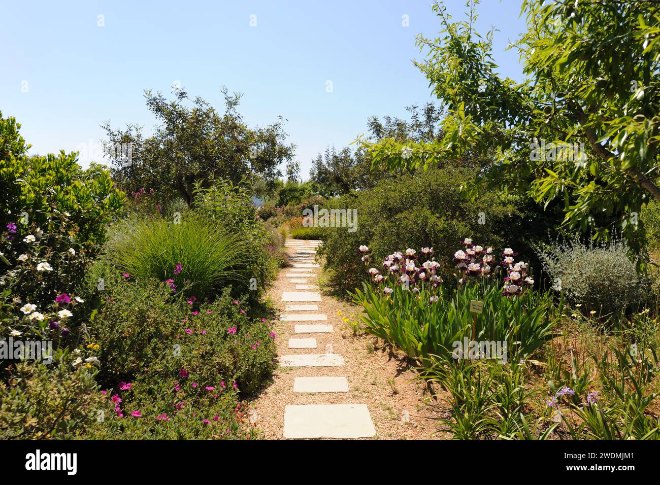 Sentiero attraverso il giardino mediterraneo paesaggistico in primavera, aiuole miste che includono alti iridi barbuti colorati e rose di roccia Foto Stock