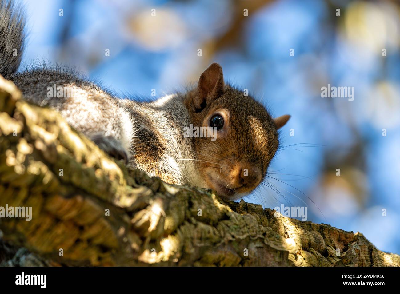 Incantevole scoiattolo grigio (Sciurus carolinensis) catturato tra la vibrante flora dei Giardini Botanici nazionali di Dublino. Un momento delizioso nel natu irlandese Foto Stock