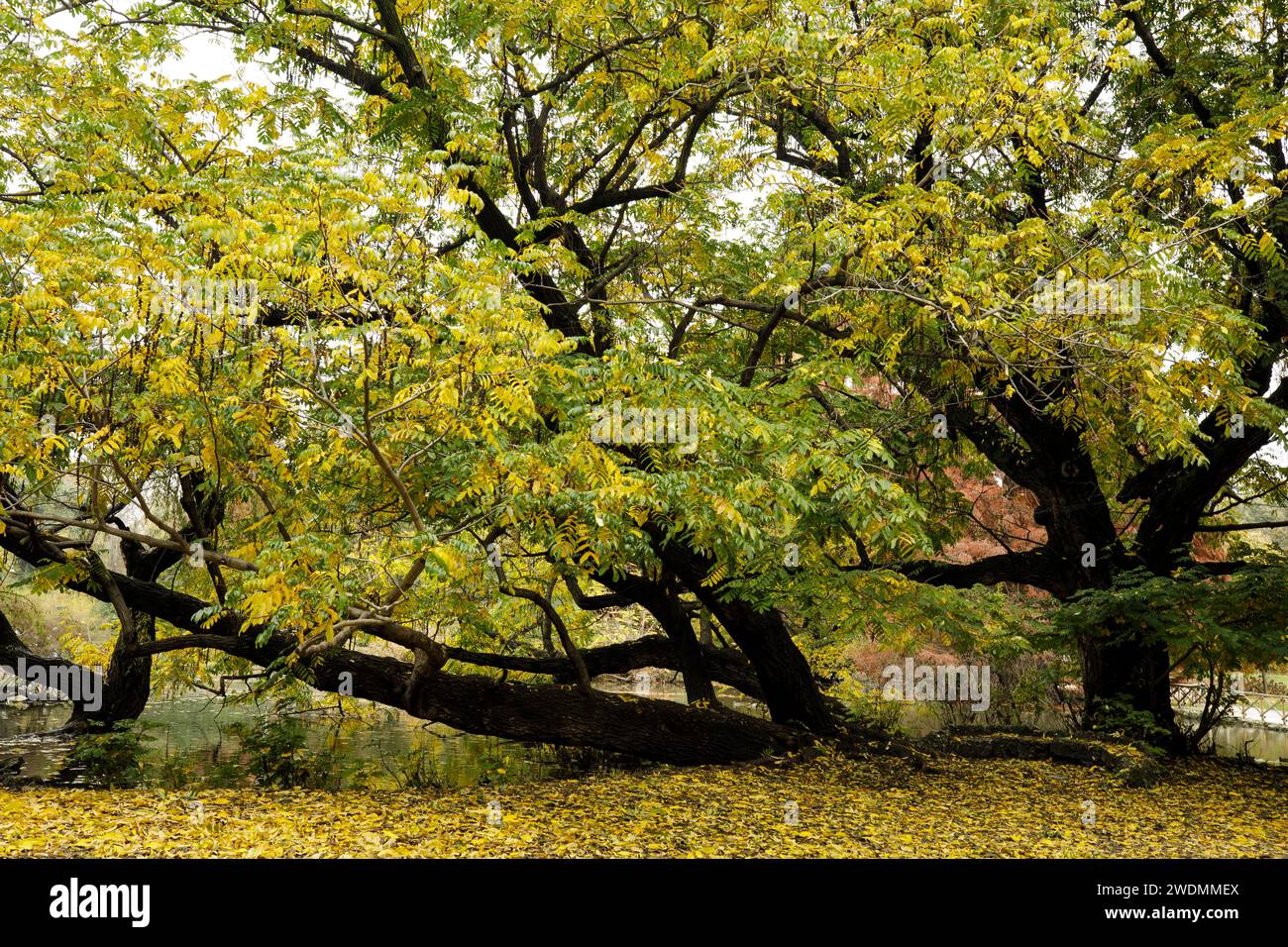 Robinia Pseudoacacia dai colori autunnali sul lago nei giardini e parco del Parco Sempione, Milano, Italia Foto Stock