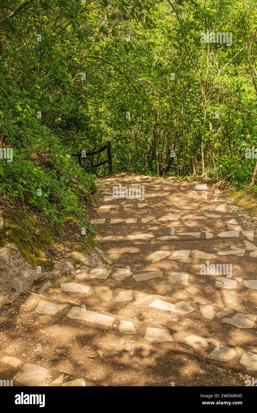 Oasi a baldacchino: Maestose scale sovradimensionate da alberi nella giungla del Parco El Chiflón Foto Stock