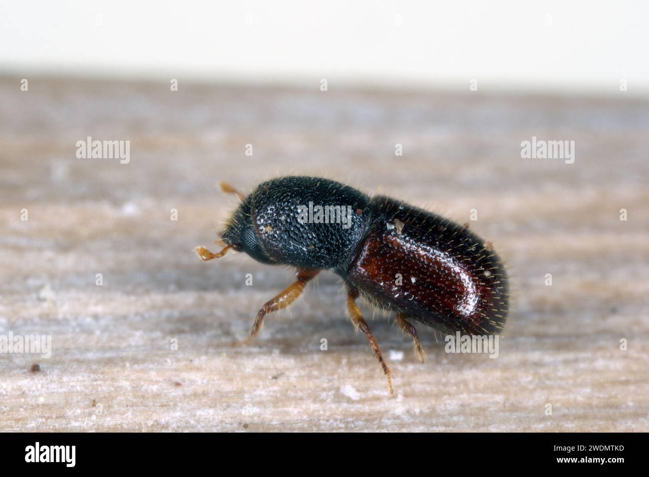 Uno scarabeo di corteccia (Scolytinae in Curculionidae, precedentemente Scolytidae) osservato sull'isola di Mauritius. Foto Stock