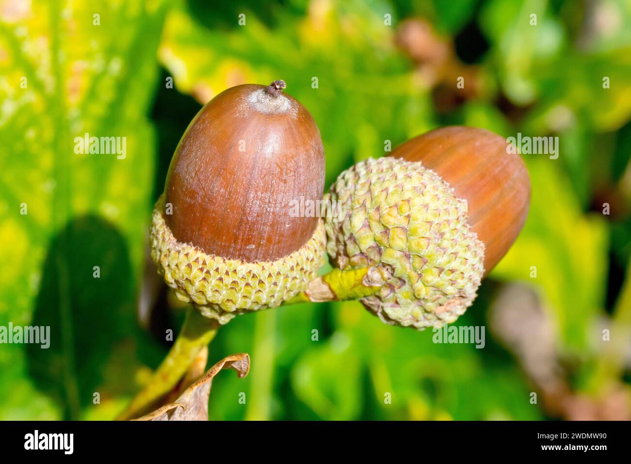 Quercia inglese o quercia peduncolata (quercus robur), primo piano di un paio di ghiande o frutti che crescono e maturano tra le foglie dell'albero. Foto Stock