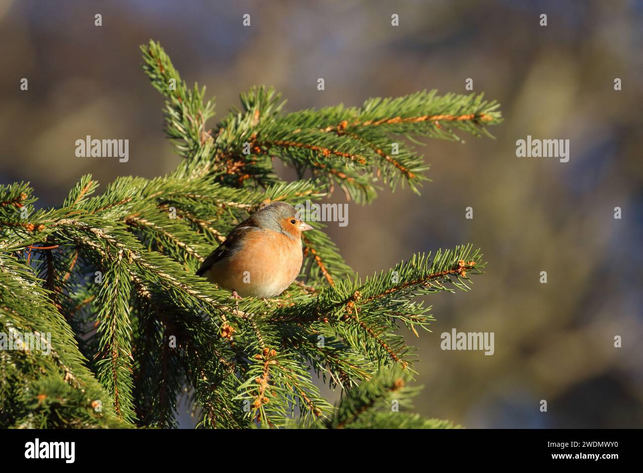 Chaffinch, Fringilla coelebs, fotografato in un albero nella riserva naturale di Low Barns, Co. Durham. REGNO UNITO Foto Stock
