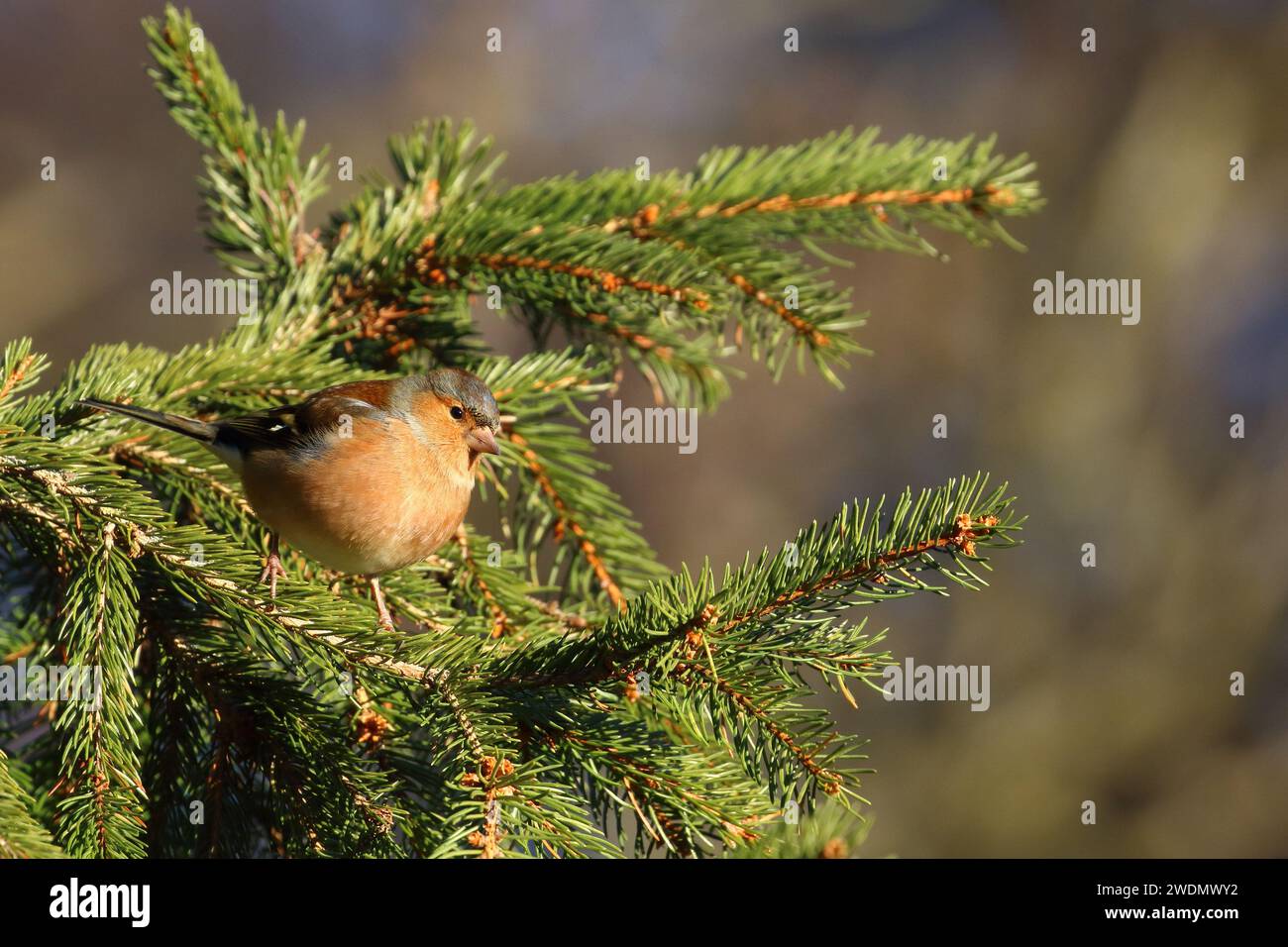 Chaffinch, Fringilla coelebs, fotografato in un albero nella riserva naturale di Low Barns, Co. Durham. REGNO UNITO Foto Stock