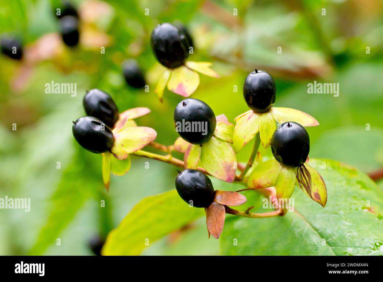 Tutsan (hypericum androsaemum), chiusura della mostra le singole bacche nere prodotte dai fiori dell'arbusto in autunno. Foto Stock