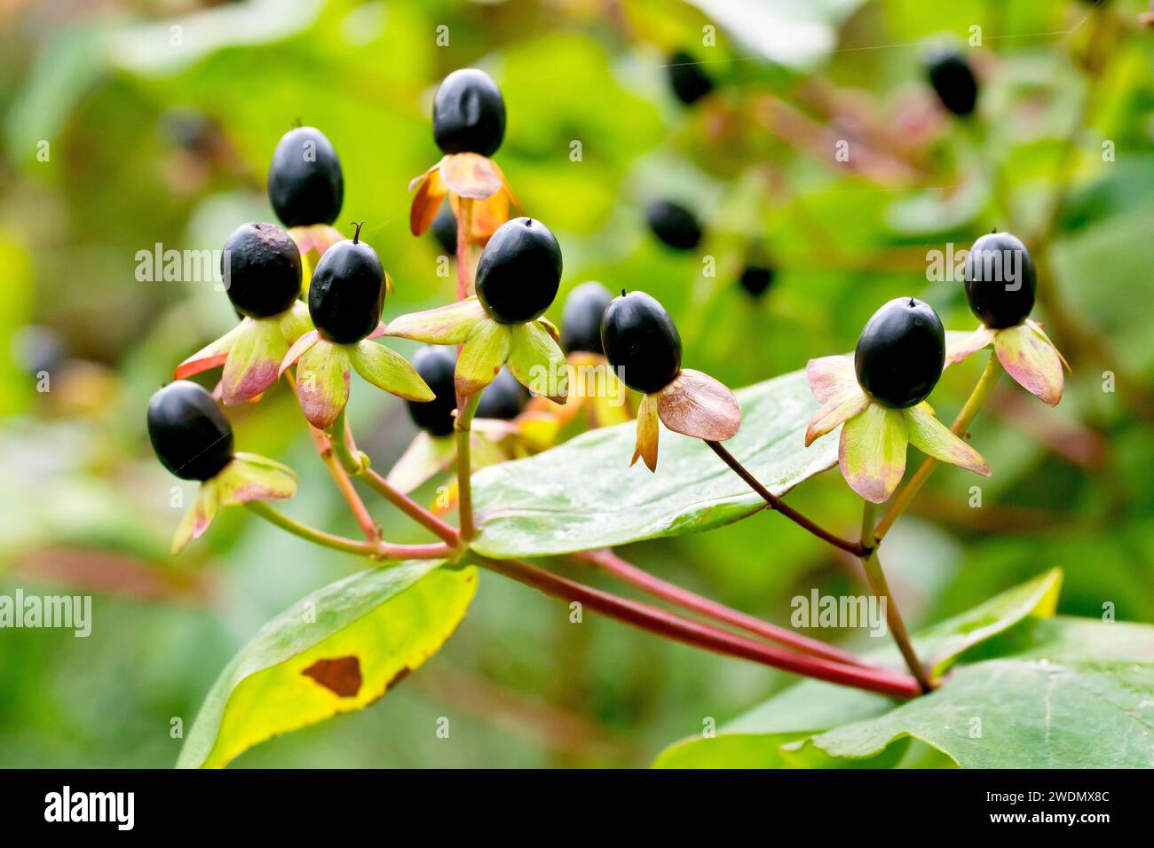 Tutsan (hypericum androsaemum), chiusura della mostra le singole bacche nere prodotte dai fiori dell'arbusto in autunno. Foto Stock