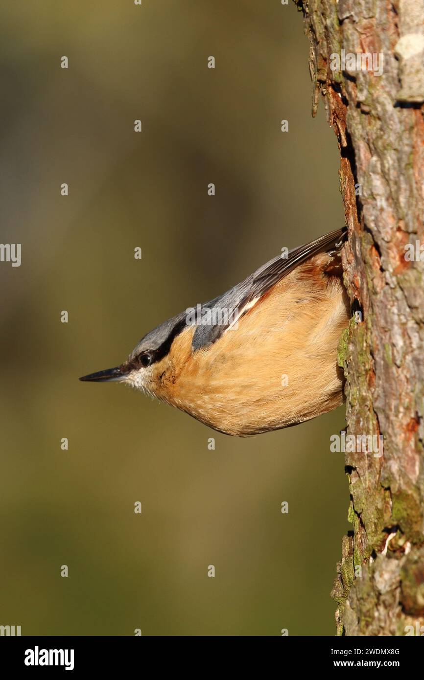 Nuthatch, Sitta europaea, fotografato su un albero della riserva naturale di Low Barns, Co. Durham. REGNO UNITO Foto Stock