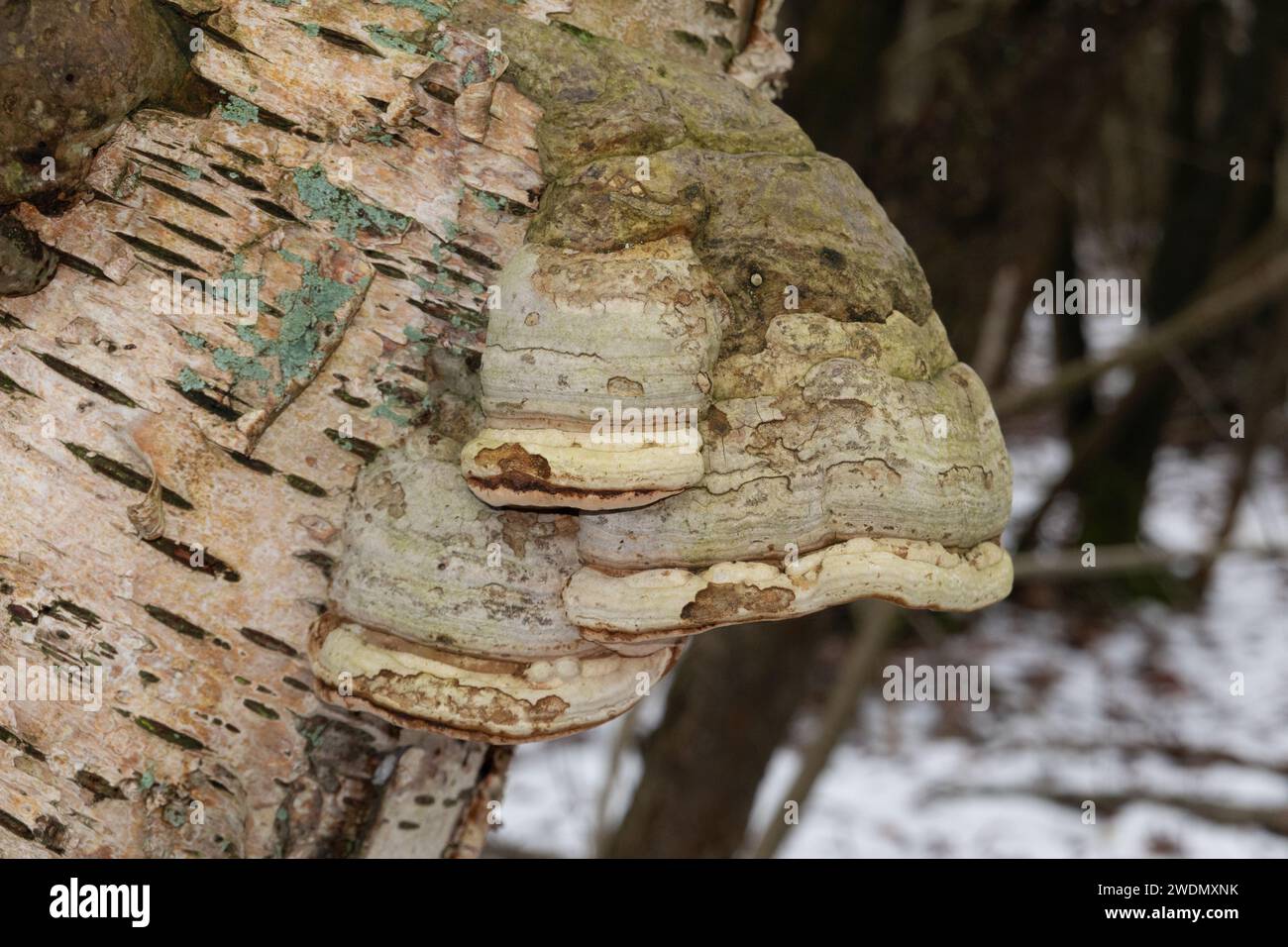 Corpi fruttiferi del fungo Tinder sulla corteccia di una betulla morta Foto Stock