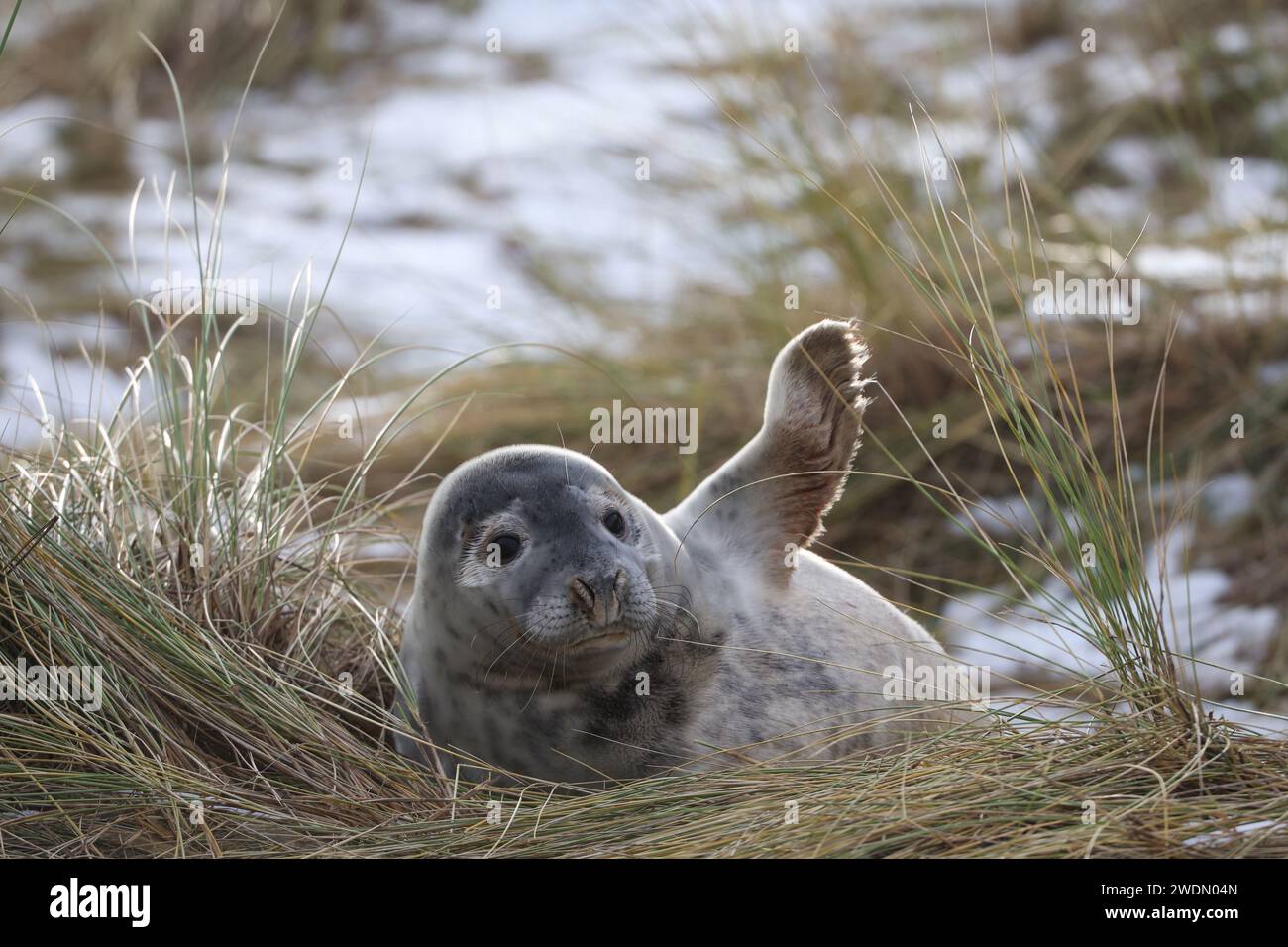 Un cucciolo di foca grigia raffigurato nelle dune di sabbia coperte di neve in inverno sul sentiero costiero da Winterton on Sea a Horsey Gap, Norfolk, Regno Unito Foto Stock