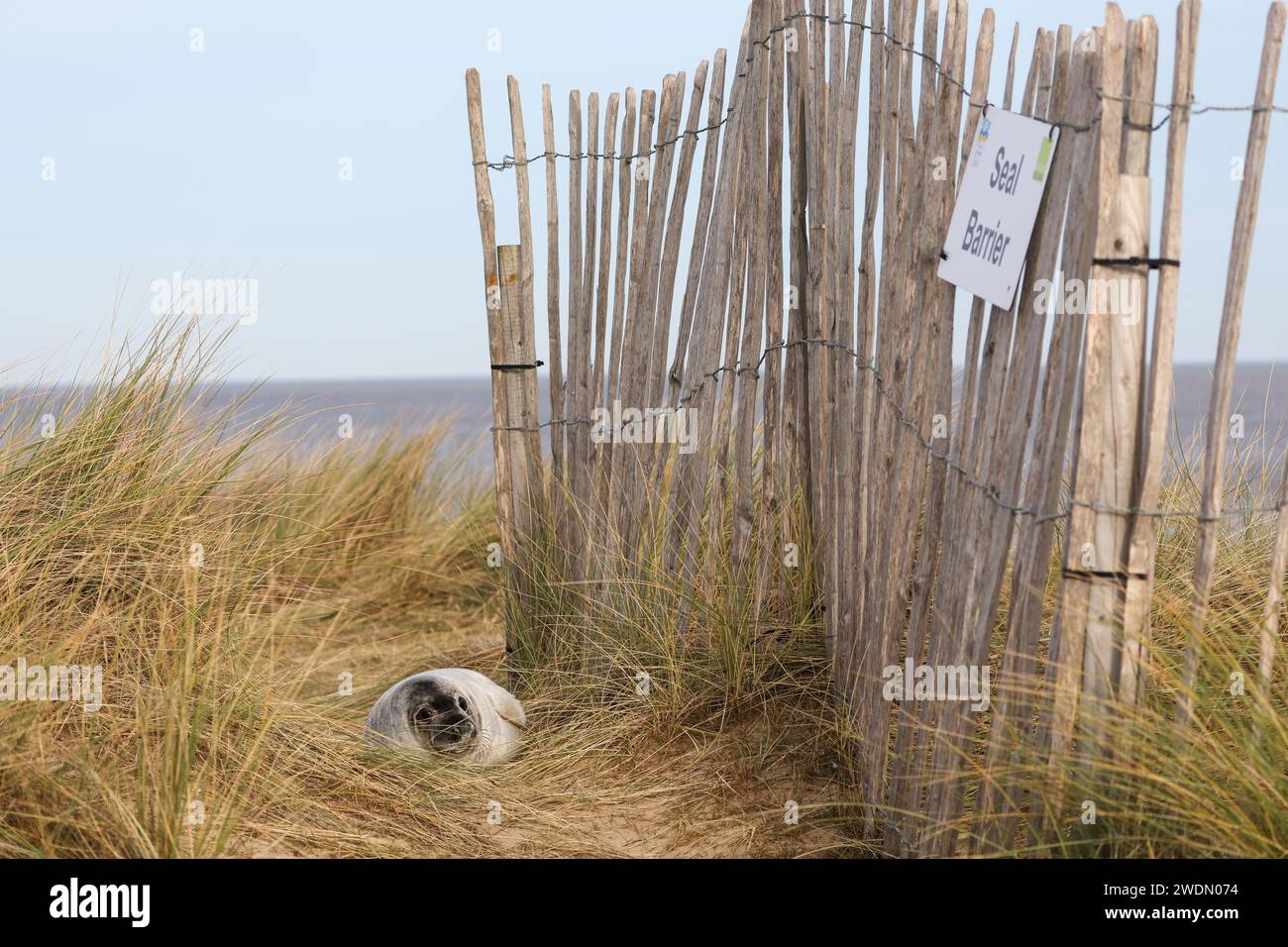 Un cucciolo di foca grigia raffigurato accanto alla barriera di foca sul sentiero costiero da Winterton on Sea a Horsey Gap, Norfolk, Regno Unito Foto Stock