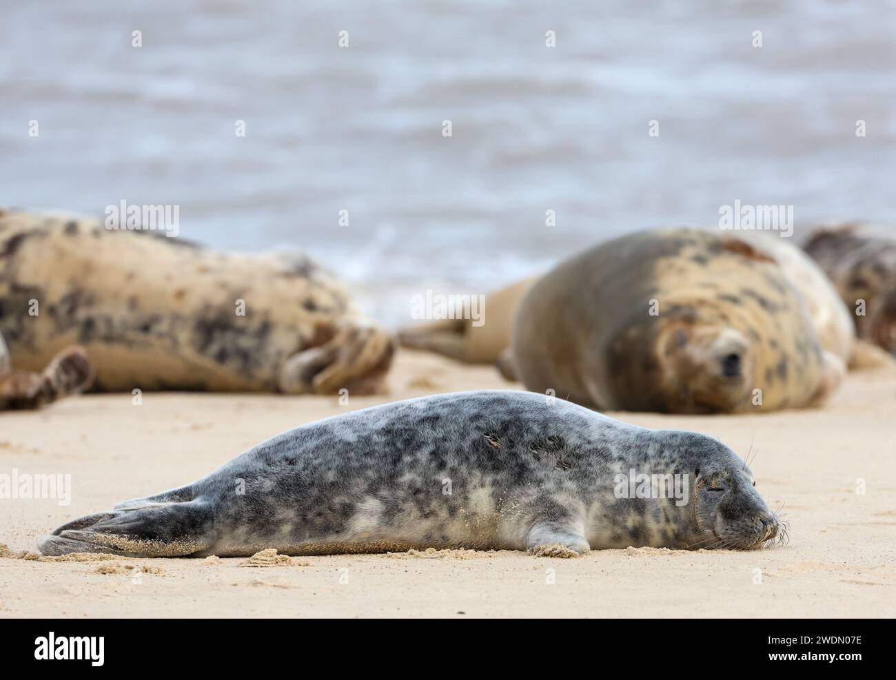 Un cucciolo di foca grigia che riposa tra la colonia di foche sulla spiaggia di Horsey Gap, Norfolk, Regno Unito Foto Stock