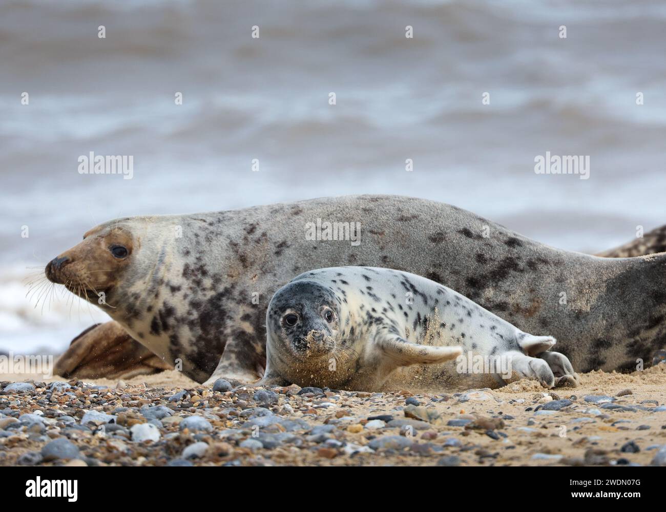Un cucciolo di foca grigia ed è madre sulla spiaggia di Horsey Gap, Norfolk, Regno Unito Foto Stock