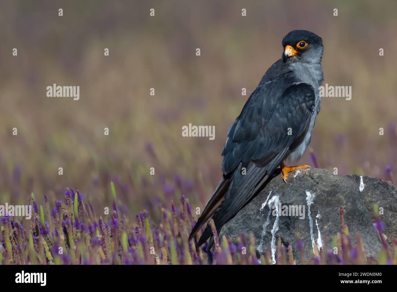 Un delizioso uccellino arroccato con grazia su una roccia maledetta in mezzo a un vivace bouquet di fiori in fiore Foto Stock
