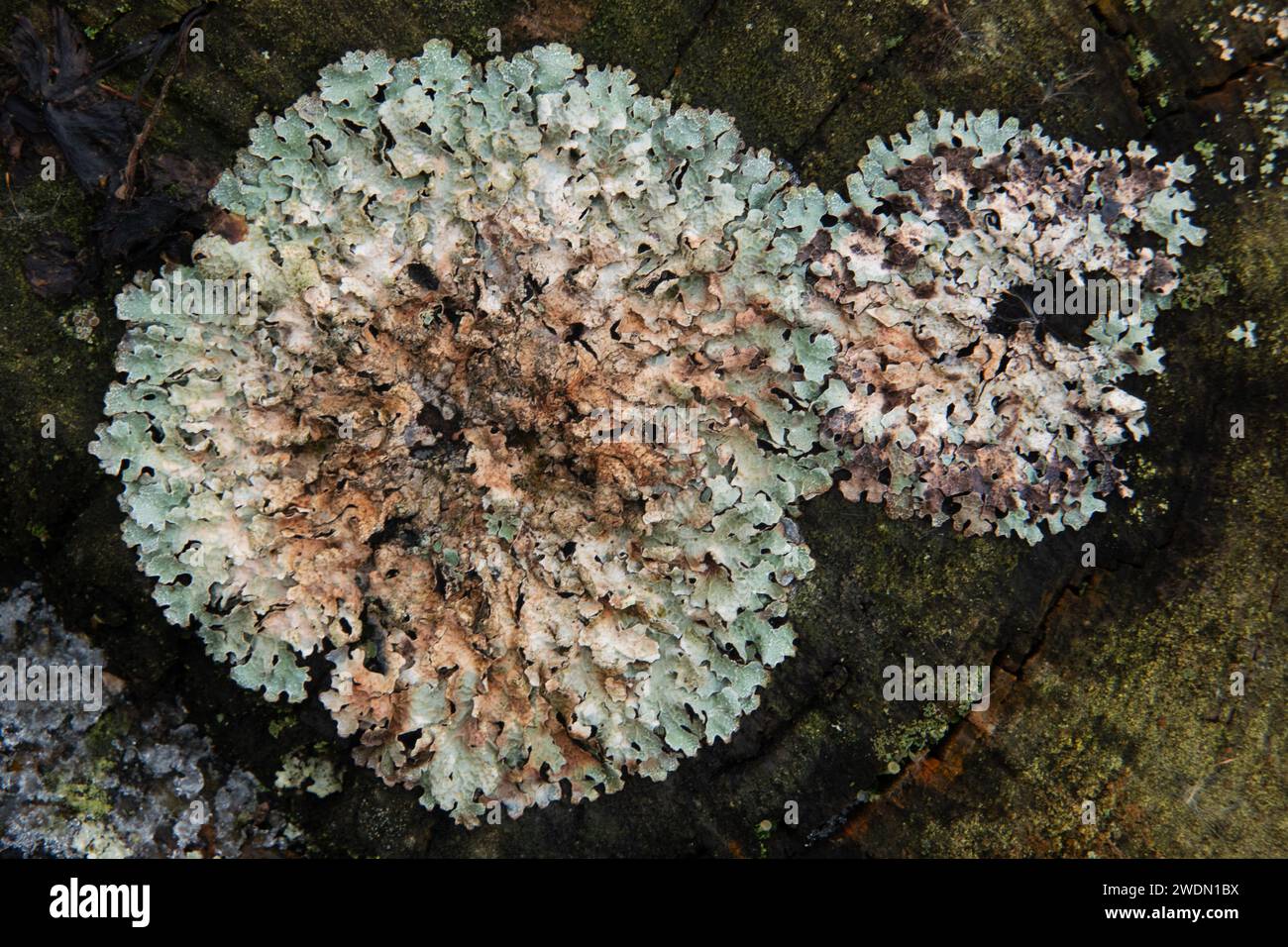 Lichene Foliose, lichene con scudo martellato, che cresce su tronco bagnato e marcisce Foto Stock