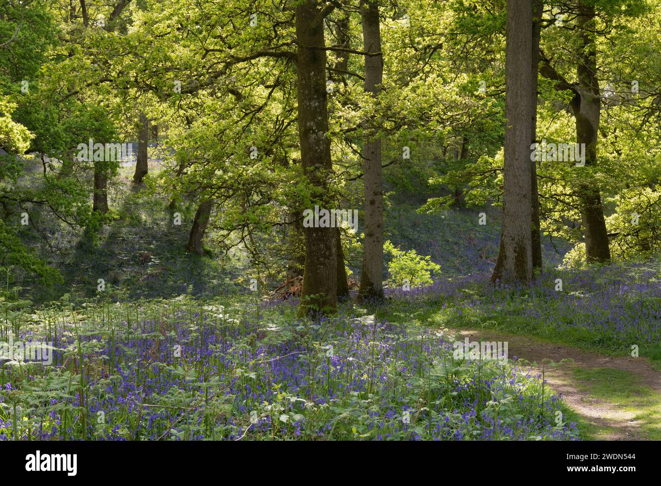 Un sentiero che si snoda attraverso alberi di quercia e fasce di campanelle di Bluebells (Hyacinthoides non-scripta) nel bosco di Bluebell di Kinclaven in primavera Foto Stock