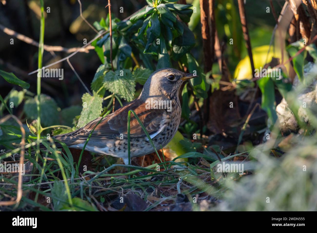 Un Fieldfare (Turdus pilaris) che in inverno fa il foraggio a terra sotto un albero di mele Foto Stock