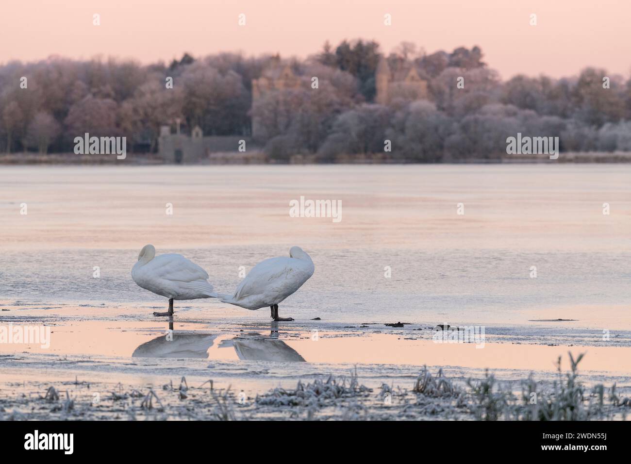 A Pair of Mute Swans (Cygnus olor) Standing Preening on the Ice on the Frozen Loch of Skene at Daybreak Foto Stock