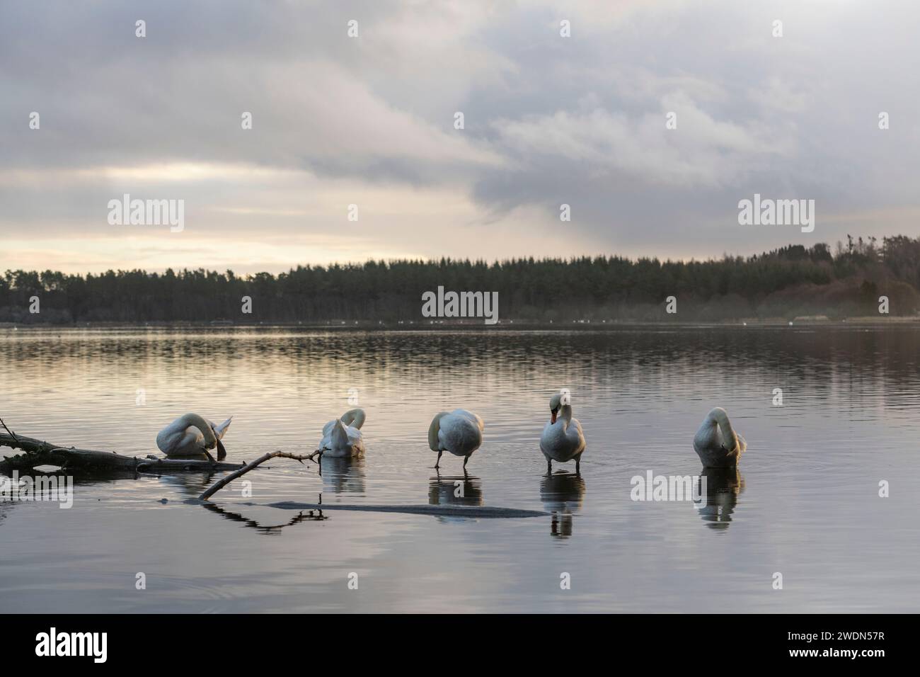 Una fila di cinque cigni muti (Cygnus olor) in piedi su un tronco sommerso presso il lago di Skene durante la pulizia invernale delle loro piume Foto Stock