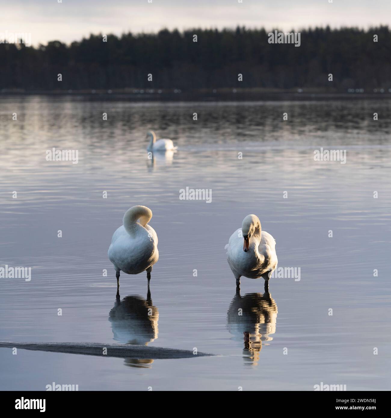 Una coppia di cigni muti (Cygnus olor) in piedi su un tronco sommerso preening in inverno al lago di Skene Foto Stock