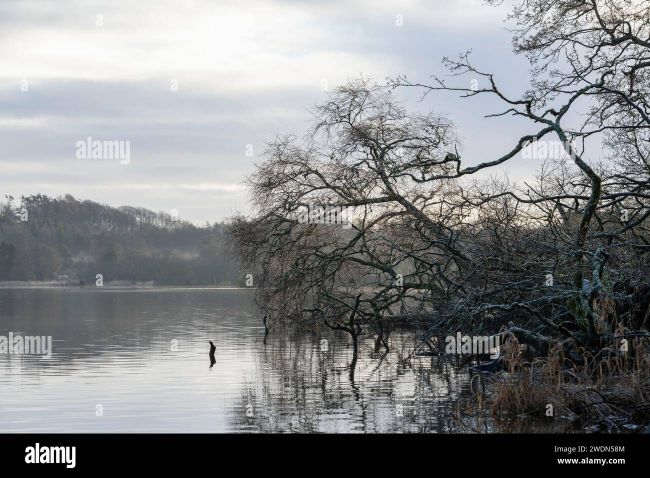 Alberi ricoperti da gocce di pioggia sul bordo dell'acqua del lago di Skene in una fredda e tranquilla mattinata d'inverno Foto Stock