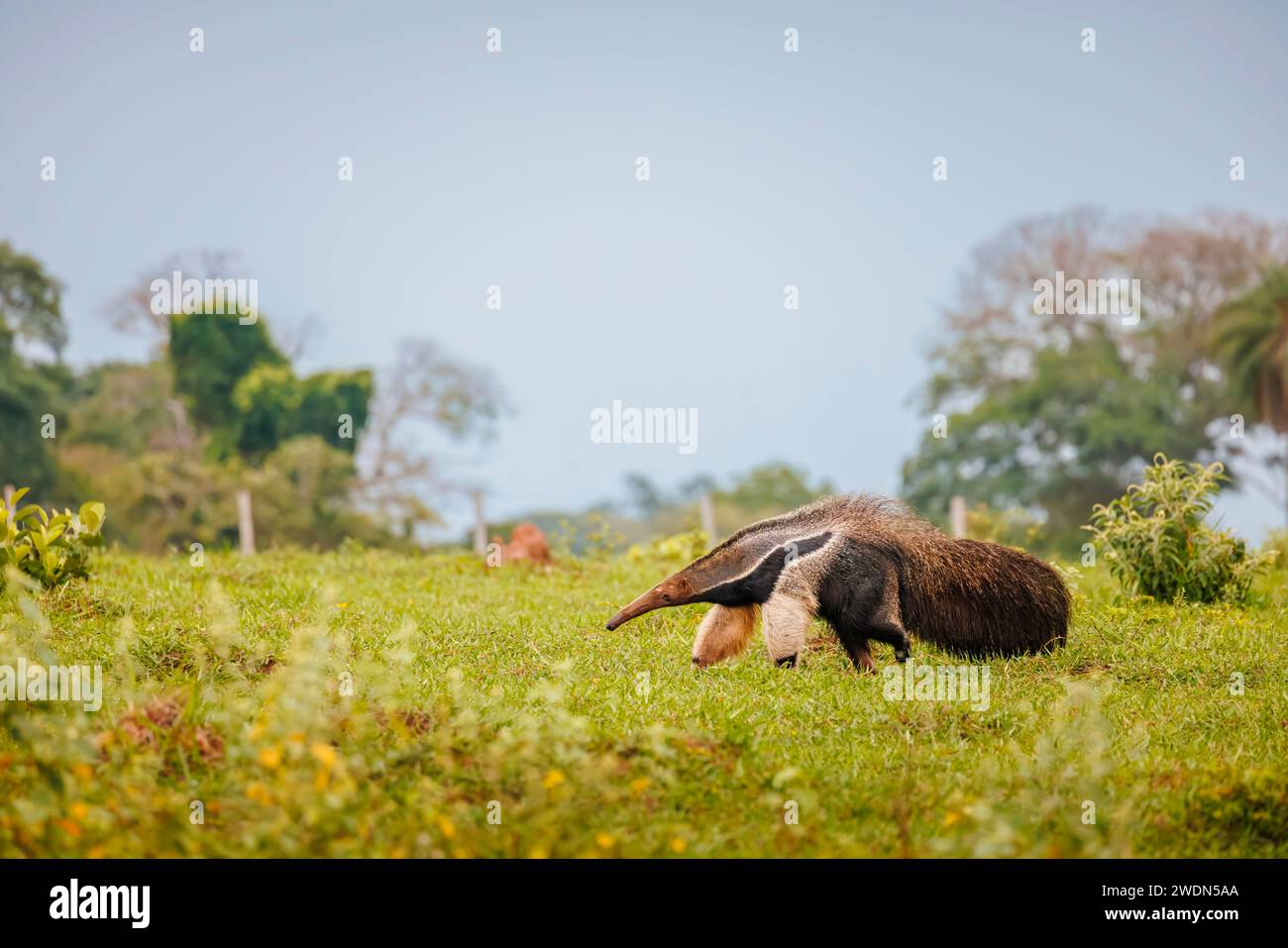 Un formichiere gigante (Myrmecophaga tridactyla) visto a Caiman Lodge nel sud di Pantanal, Brasile (Estância Caiman, zona Rural Miranda, Mato grosso do sul) Foto Stock